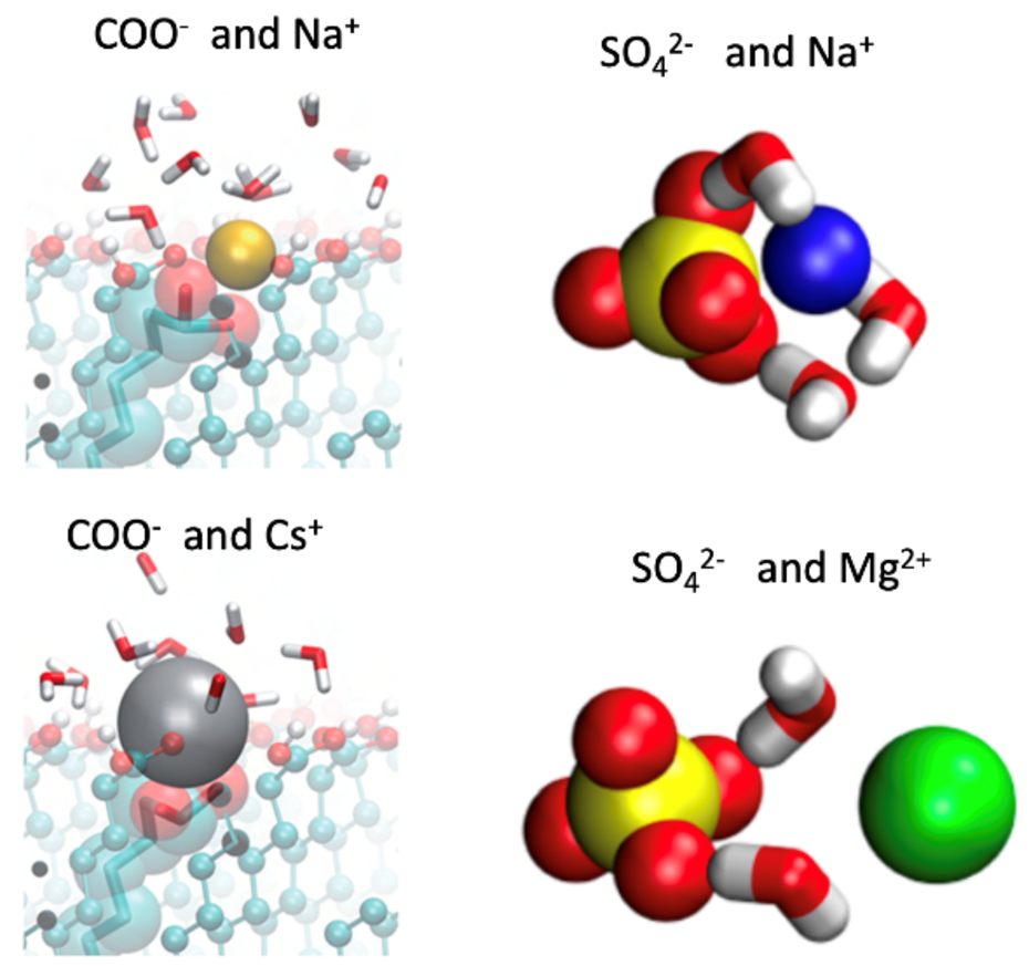 MD-simulations snapshots of carboxylate and sulfate ions with different cations, demonstrating ion specificity effects (RN1, RN2).