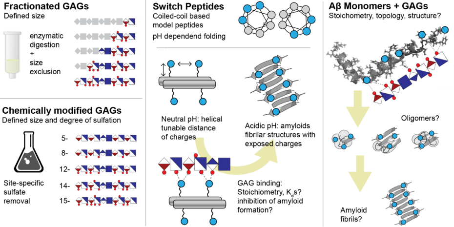 Probing GAG-peptide interactions.