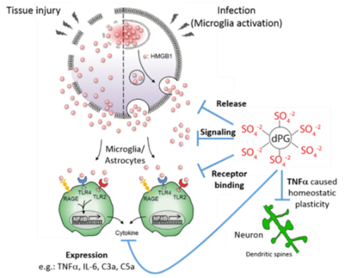 The polyanion dPGS interferes with HMGB1 functions.