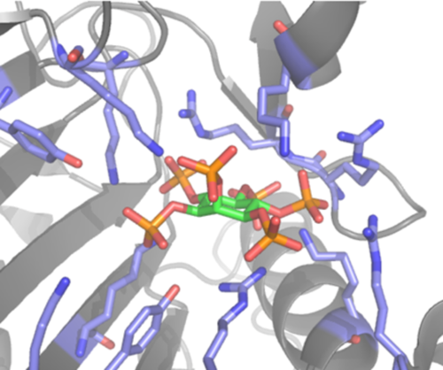 Inositol hexakisphosphate (IP6) bound to C. difficile toxin B (TcdB) (PDB:3PA8).