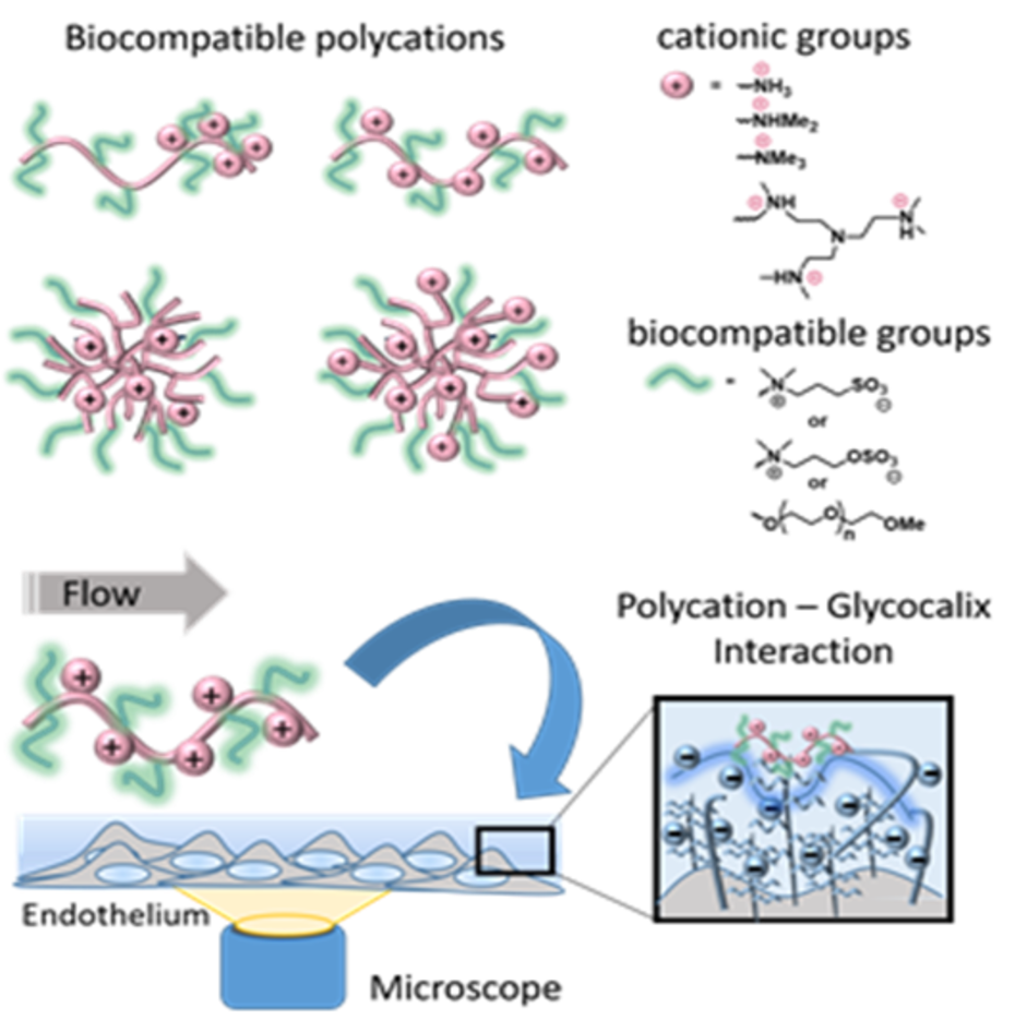 Schematic structure of synthetic biocompatible linear and dendritic polycations that carry additional zwitterionic or OEG groups to introduce biocompatibility.