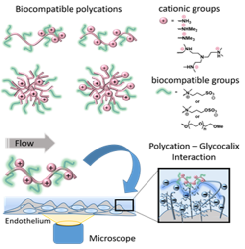 Schematic structure of synthetic biocompatible linear and dendritic polycations that carry additional zwitterionic or OEG groups to introduce biocompatibility.