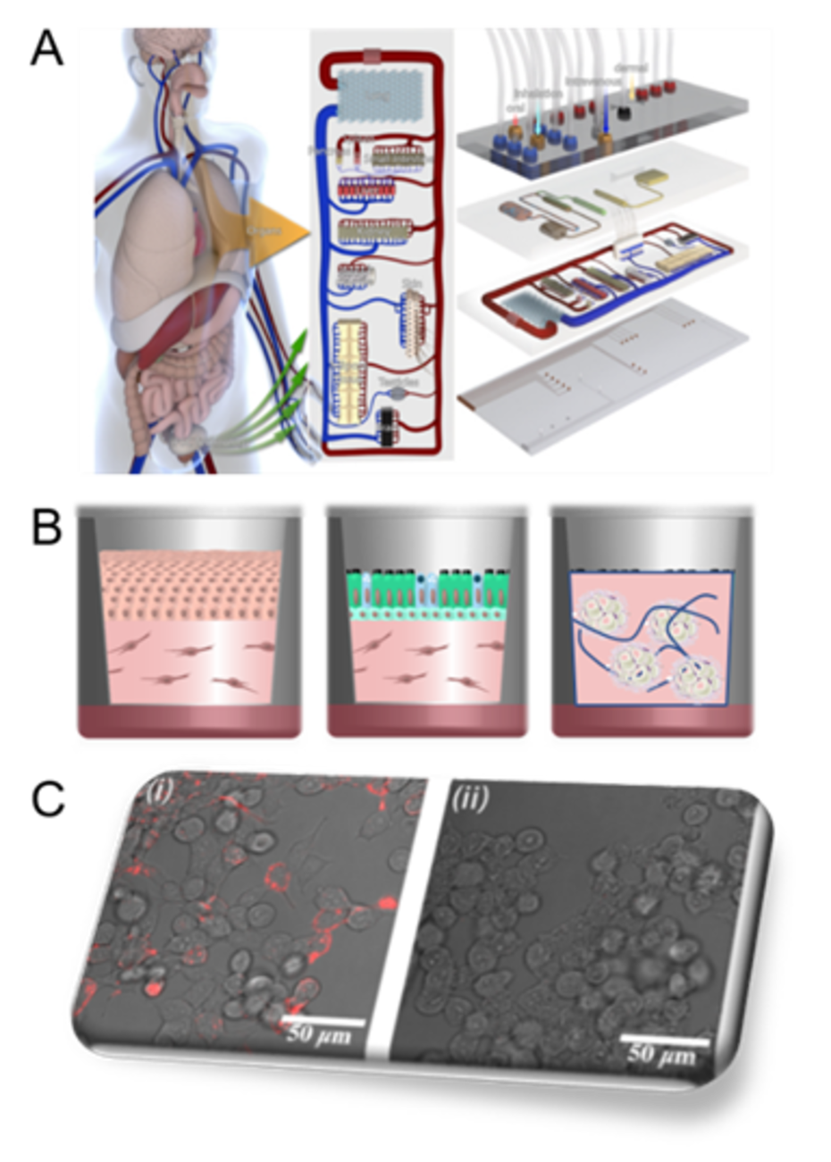 A, Organ-on-a-chip platform. B, skin, broncho-epithelial, and adipose tissue (from left to right) used as model systems. C, high end microscopy to support the analyses.