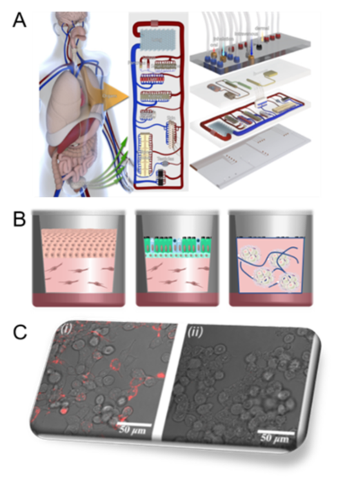 A, Organ-on-a-chip platform. B, skin, broncho-epithelial, and adipose tissue (from left to right) used as model systems. C, high end microscopy to support the analyses.